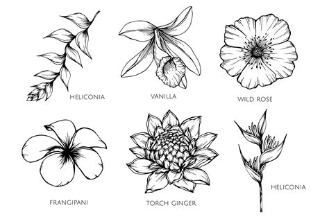 Collection Set Of Flower Drawing Illustration 416937 Vector Art At