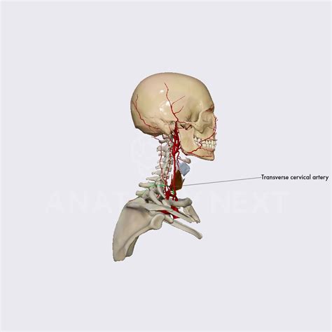 transverse cervical artery arteries of the head and neck head and neck anatomy app learn
