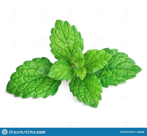 Mint Leaves Isolated On White Stock Image Image Of Nature Isolated