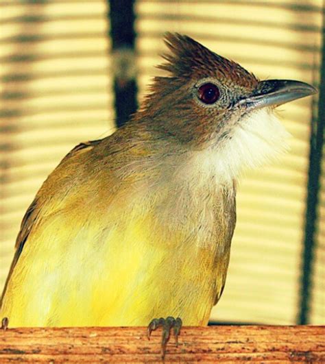 Burung cucak jenggot lumayan gacor burung ku. Jenis Burung Jenggot Mini : Paling Populer 30+ Gambar ...