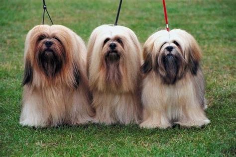 Long haired dog breeds come in all shapes and sizes and make excellent companions. 13 Famous Long Haired Dog Breeds Around the World