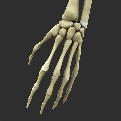 Skeleton Arms Bones 3d Model