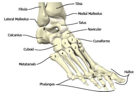 When your muscles contract, they pull the bone they're. Bones in the foot and ankle region. Medial-lateral view of ...