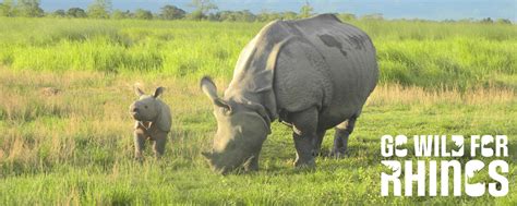 Greater One Horned Rhino Population Reaches New High International