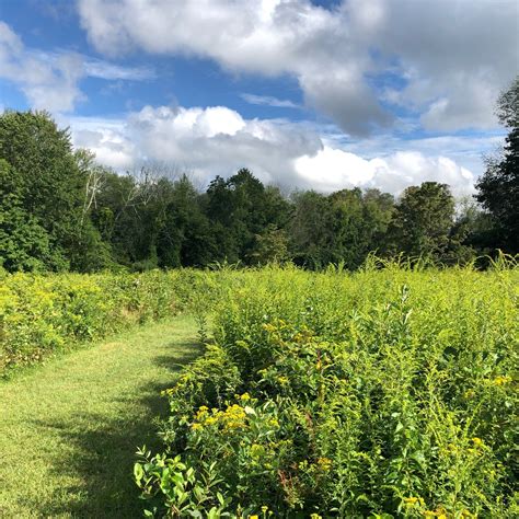 History Of Old Field Preserve Lewisboro Field Guide