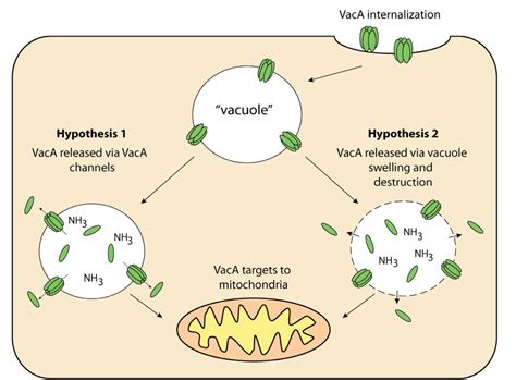 Vacuolating Cytotoxin A Vaca A Key Toxin For Helicobacter Pylori Pathogenesis Semantic Scholar