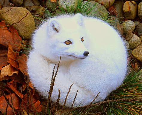 Arctic Fox How Can This Beautiful Little Arctic Fox Be Mor Flickr