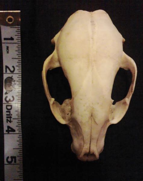 Skull Identifications And Reference Materials