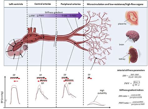 Frontiers Center To Periphery Arterial Stiffness Gradient Is