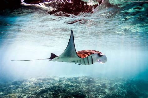 17 Best Images About Underwater On Pinterest Deep Sea