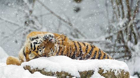Tiger 4k Ultra Hd Wallpaper And Background Image 3840x2160 Id488175