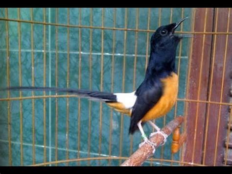 Burung murai batu tampaknya sudah tidak diragukan lagi dengan keindahannya. Download Video Kicau Burung Murai Batu | 98 Video Burung