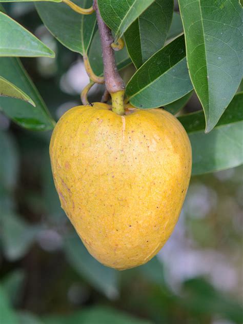 Wild Sweetsop Custard Apple Tree (annona reticulata) - Real Tropicals