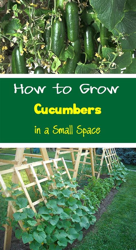 Learn How To Grow Cucumbers Vertically To Get The Most Productive Plant Growing Cucumbers