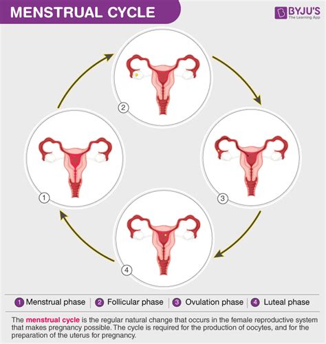 stages of the menstrual cycle diagram