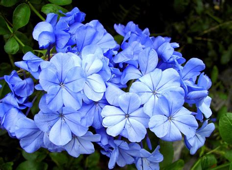 Wallpaper Plyumbago Flowers Blossom Blue Close Up 1600x1180
