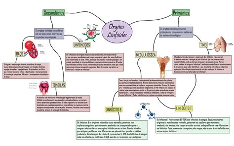 órgãos Linfóides Mapa Mental Imunologia