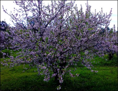 Get To Know The Best Flowering Trees In Australia Jims Mowing Nz