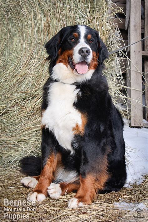 Jessie Retired Sweetwater Farms Bernese Mountain Dogs