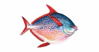 The year had twelve months of 29.5 phases; Opah - Mattes Seafood