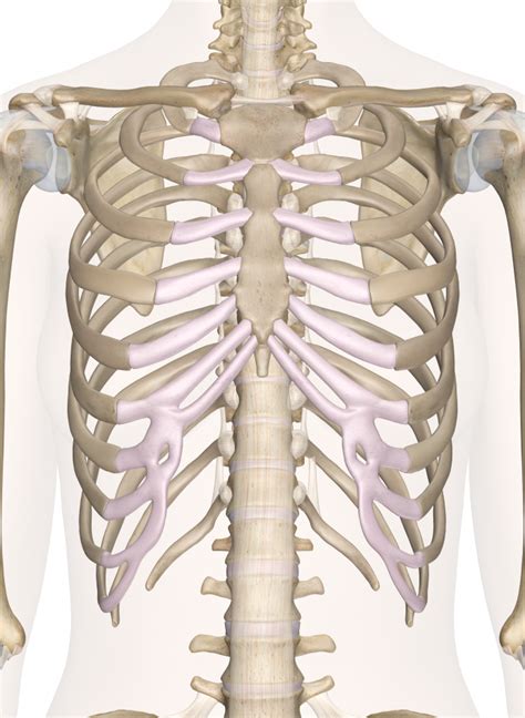 Each true rib connects to its own strip of costal cartilage, which in turn connects to the sternum. Bones of the Chest and Upper Back | Human body anatomy ...