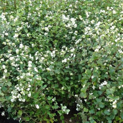 White Snowberry Symphoricarpos X Doorenbosii White Hedge Hardy