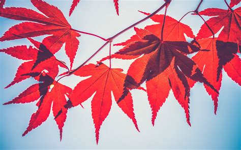 Download Wallpaper 2560x1600 Maple Leaves Leaves Maple Branch