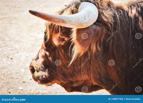 Bull From Profile Stock Photo Image Of Horns Portrait 128857706