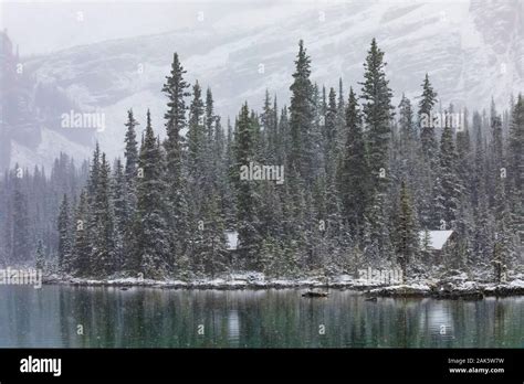 Cabins Of Lake Ohara Lodge In Falling September Snow In Yoho National