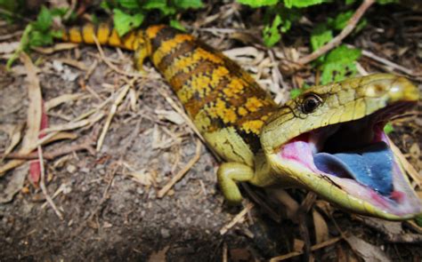 Australian Reptiles Australian Photography