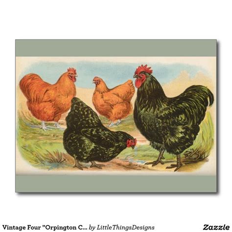 Vintage Four Orpington Chickens Postcard Best Egg