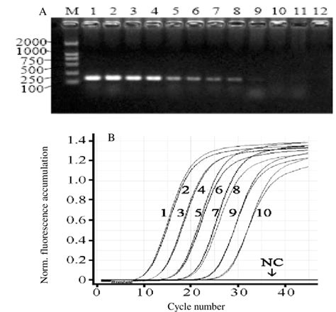 While some are more reliable than others, no single test is 100 percent accurate. Sensitivity test of RT-PCR assay for Turbot reddish body ...