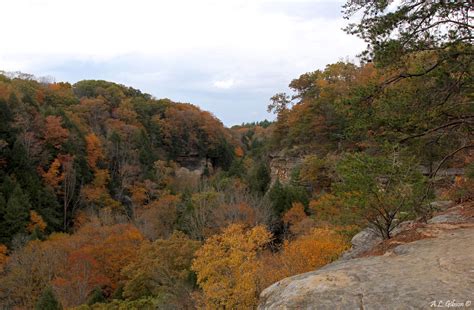 The Buckeye Botanist Autumn Color At Conkles Hollow State Nature Preserve