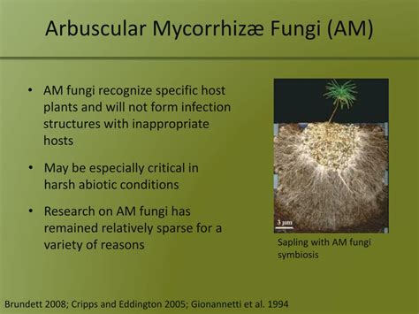 Ppt Is There Fungus Among Us Presence And Absence Of Mycorrhizæ