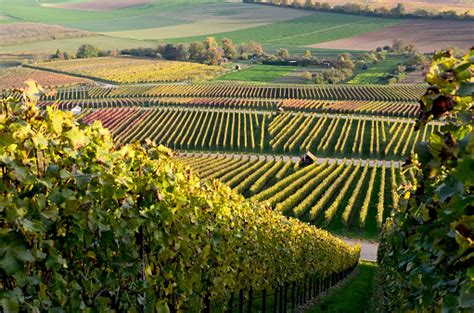 Colorful Autumn View Of German Vineyards Stock Photo Download Image