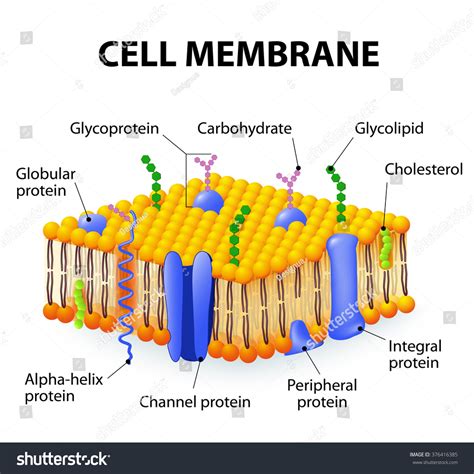Labeled Diagram Of Cell Membrane Prokaryotic Cell Structure Diagram