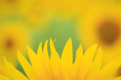 Wallpaper Flower Yellow Sunflower Macro Photography Close Up