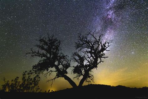 The Milky Way Behind An Olive Tree In Noudar Park Astrophotography By