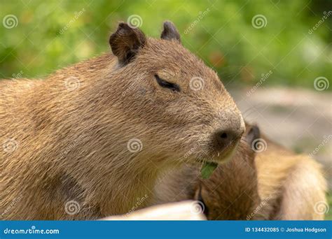 Close Up Baby Capybara Chewing On Leaf Stock Image Image Of Close