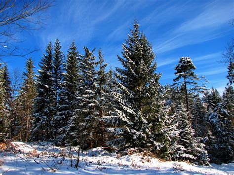 Wallpaper Fir Trees Sky Blue Clouds Stains Ease Snow Winter
