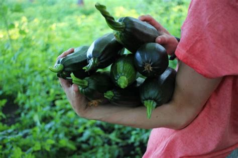 Our post has all the details plus an excellent video tutorial to show you how. How to Grow Zucchini Vertically