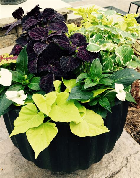 A very common gardening error is to think that a plant that tolerates shade will grow in complete dense shade. Beautiful planter for part sun/shade. | Container plants ...