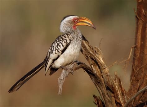 Africa Hornbills Hoopoes And Barbets Nature Photography