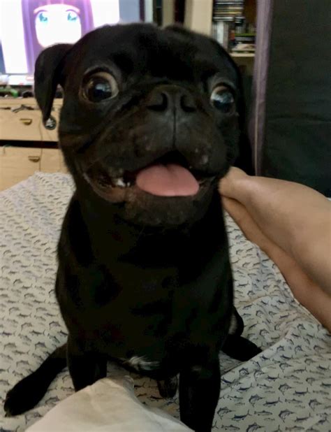 Any Tips For Pug Acne My 9 Month Pug Chico Is Breaking Out Rpugs
