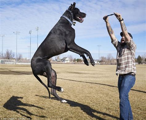 Is This 7 Feet Tall Great Dane The Worlds Tallest Dog