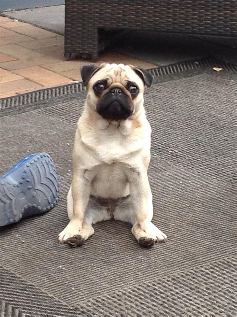Meet Texas Sitting Rather Strangely Is Your Pug Like Texas パグ 犬