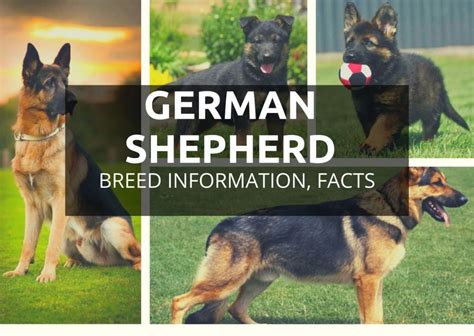 German Shepherd Dog Breed Information Hidden Facts And