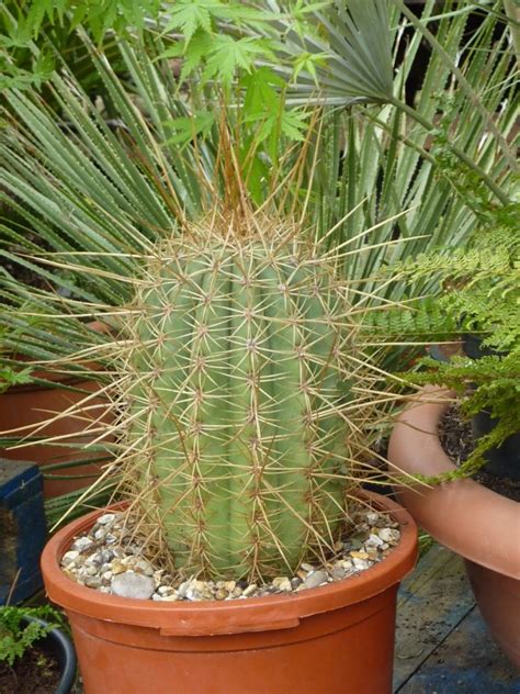 Trichocereus Terscheckii Crawford Ferns Dorset