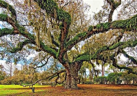 The Dueling Oak This 300 Year Old Live Oak Is Found In City Park In