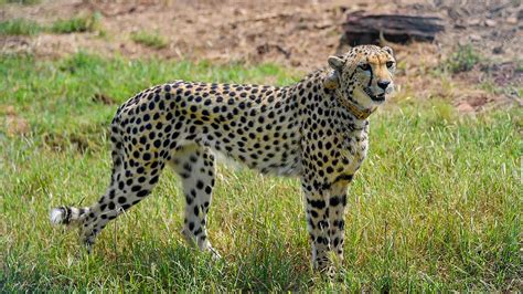 Cheetahs Brought From Namibia Savour 1st Meal In India Seem Playful